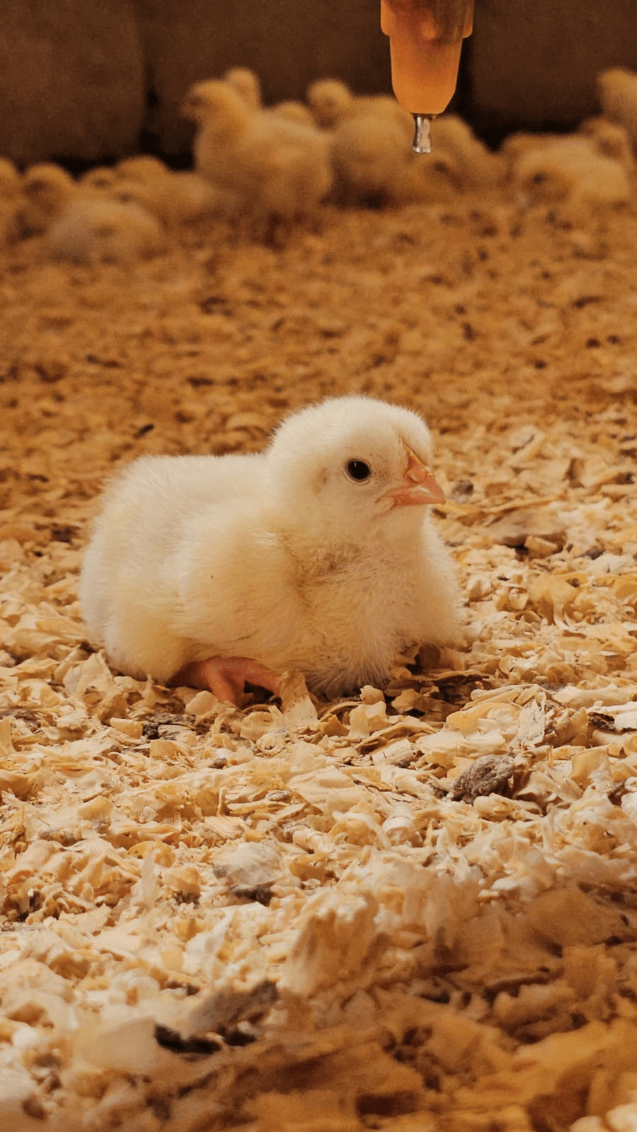 Pollos de granja
